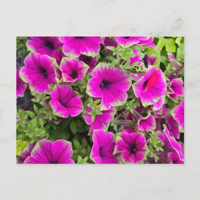 Cartão Postal Petunia (Frente)
