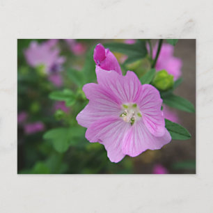Cartão Postal Petunia rosa