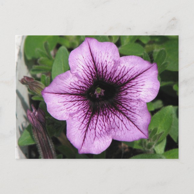Cartão Postal Petunia Roxa (Frente)