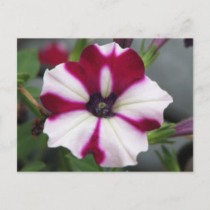 Cartão Postal Petunia Roxa Despida