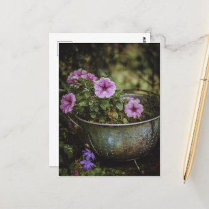 Cartão Postal Petunias Bonito roxas