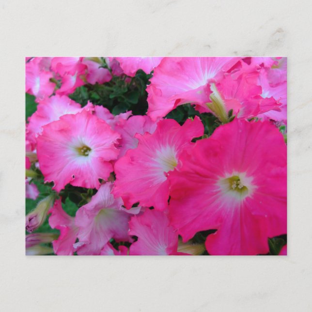 Cartão Postal Petunias cor-de-rosa (Frente)