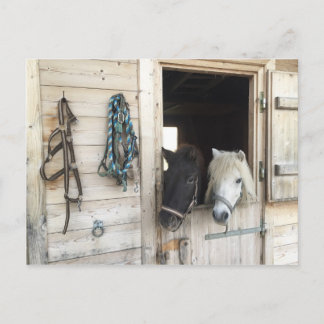 Cartão Postal Pferde