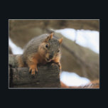 Cartão Postal Pfft<br><div class="desc">esquilo</div>