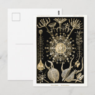Cartão Postal Phaeodaria 61 Ouro Ernst Haeckel