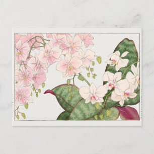 Cartão Postal Phalaenopsis por Tanigami Konan