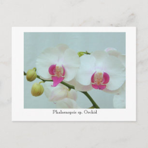 Cartão Postal Phalaenopsis sp. Orquídea