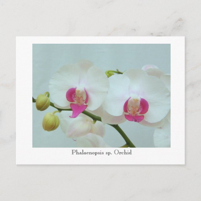 Cartão Postal Phalaenopsis sp. Orquídea (Frente)