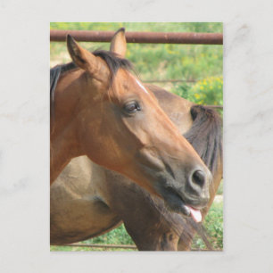 Cartão Postal Phbttttttt!!!