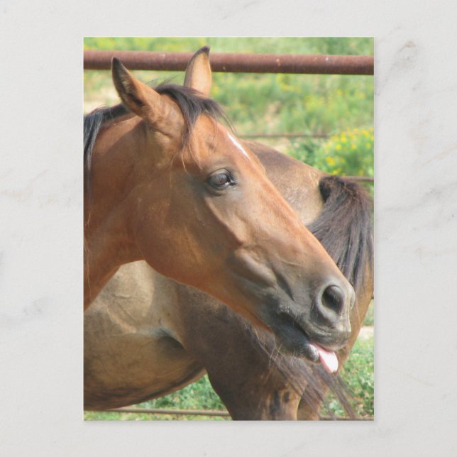 Cartão Postal Phbttttttt!!! (Frente)