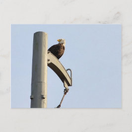 Cartão Postal Philadelphia Bald Eagle