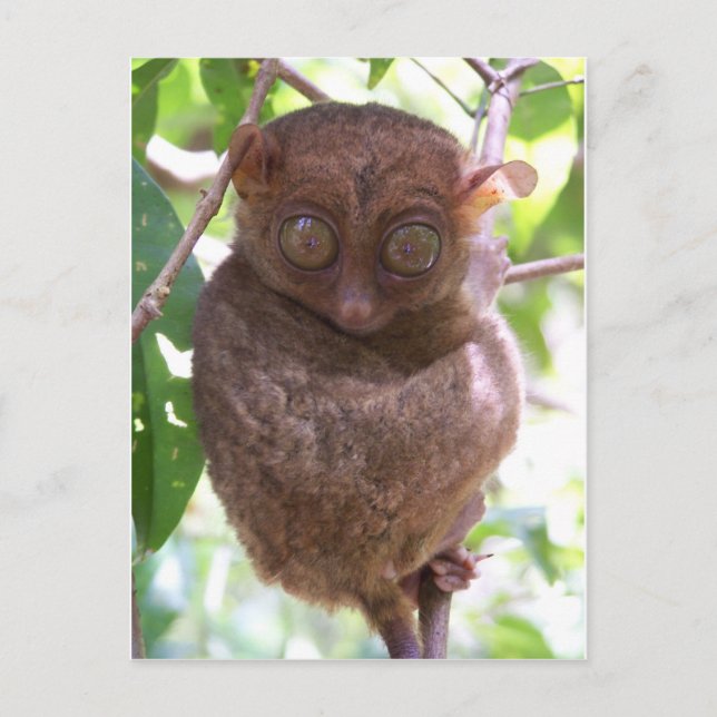 Cartão Postal Philippine Tarsier (Frente)