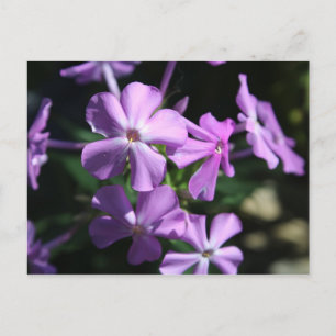 Cartão Postal Phlox perene nº 2