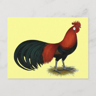 Cartão Postal Phoenix:  BB Red Rooster