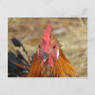 Cartão Postal Phoenix encara a câmera