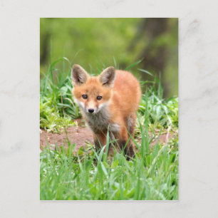 Cartão Postal Photo of curious fox kit