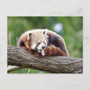 Cartão postal Photo red panda, animais 0499.