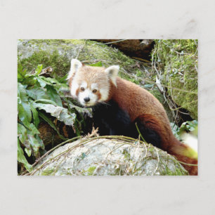 Cartão postal Photo red panda, animais 0500.