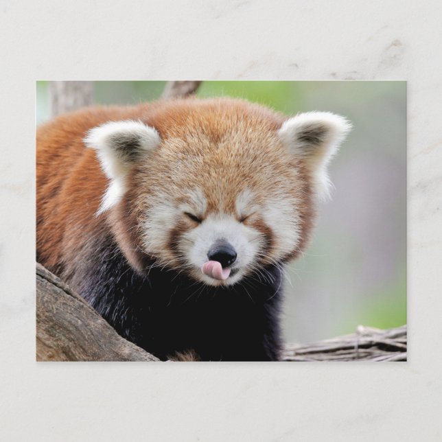 Cartão postal Photo red panda, animais 0504. (Frente)