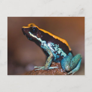 Cartão Postal Phyllobates vittatus, um sapo de seta venenosa