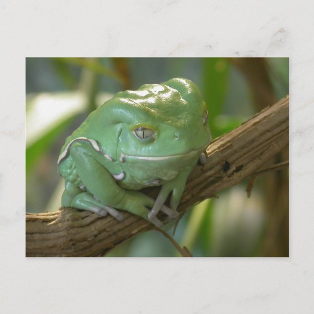 Cartão Postal Phyllomedusa sauvagii (Frente)