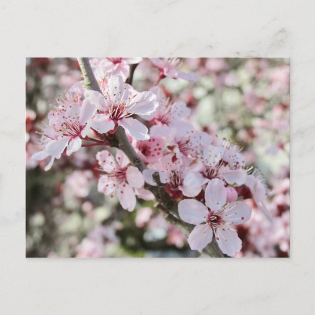 Cartão Postal Pia Brilhante, Cola Vermelha. (Frente)