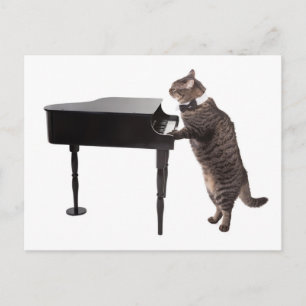 Cartão Postal Piano de Reprodução de Gato