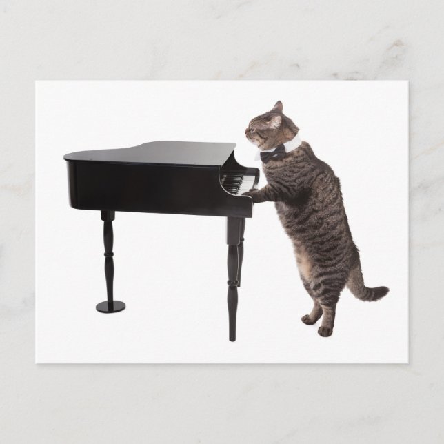 Cartão Postal Piano de Reprodução de Gato (Frente)