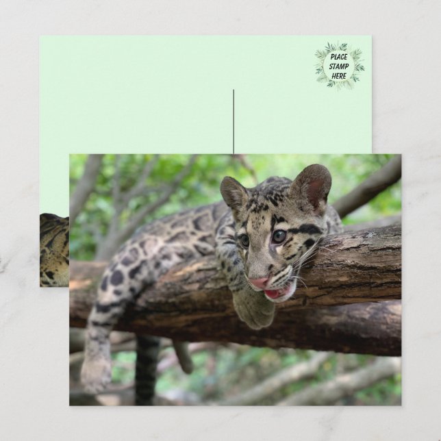 Cartão Postal Pic da Cubo-Leopardo Nublado (Frente/Verso)