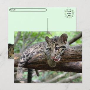 Cartão Postal Pic de Pós-Travessia do Cubo Leopardo Nublado