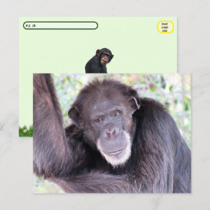 Cartão Postal Pic de Posto de Chimpanzé