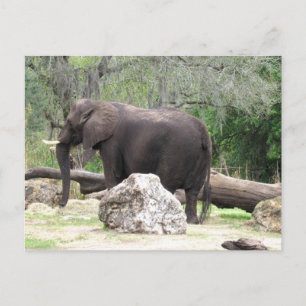 Cartão Postal Pic de um Cartão-postal de elefante africano