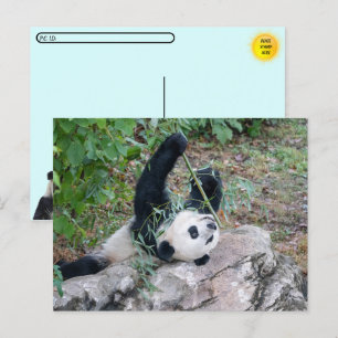 Cartão Postal Pic de um Panda Gigante