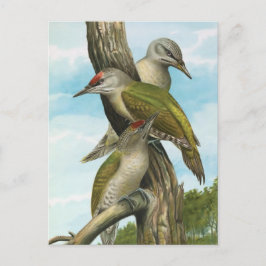 Cartão Postal Pica-pau com cabeça de cinza