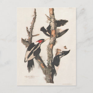 Cartão Postal Pica-pau-de-bico-ivory de Audubon