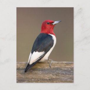 Cartão Postal Pica-pau de cabeça vermelha na cerca