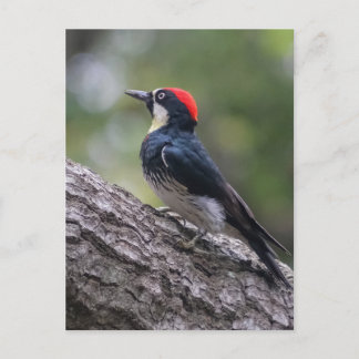 Cartão Postal Pica-Pau de Jantar | Arte de Aves da