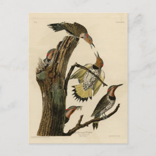 Cartão Postal Pica-pau-de-pescoço-amarelo de Audubon's Birds of