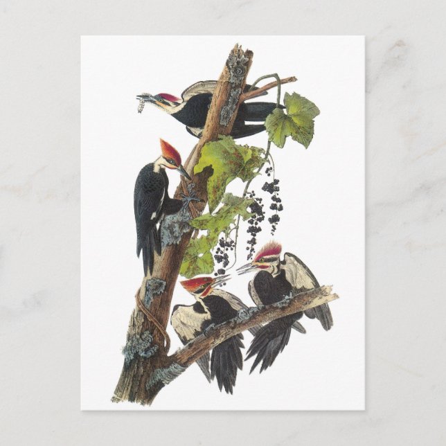 Cartão Postal Pica-pau de Pileated por Audubon (Frente)