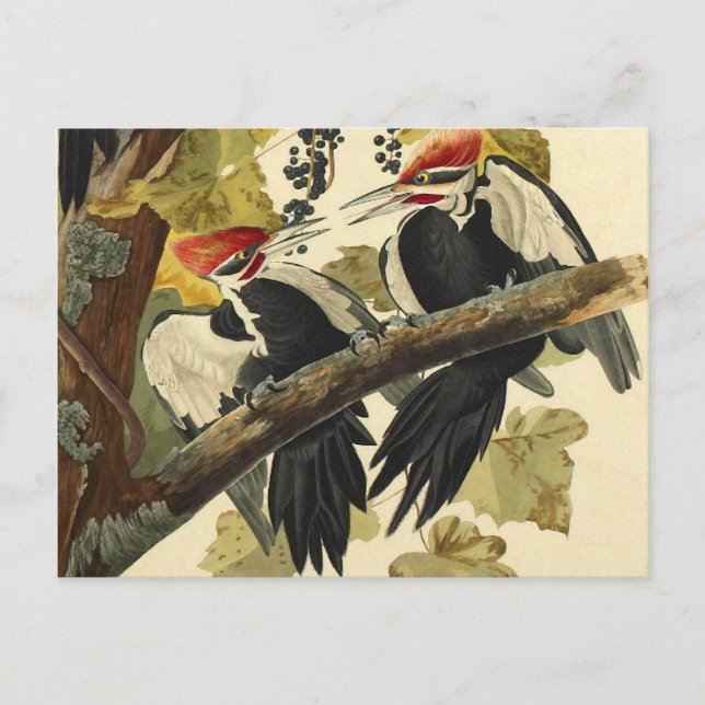 Cartão Postal Pica-Pau-de-Topo-Vermelho, John James Audubon Arte (Frente)