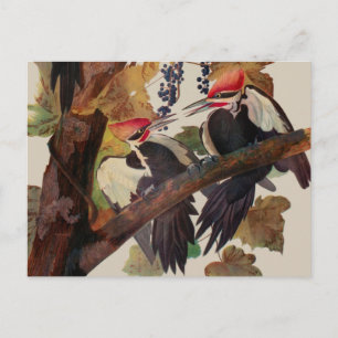 Cartão Postal Pica-Pau-Grande de John James Audubon Impressão de
