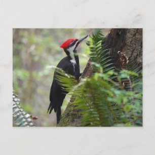 Cartão Postal Pica-pau na árvore