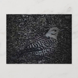 Cartão Postal Pica-Pau Norte-americano v2 - Animais de Jardim