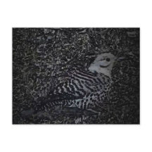 Pica-Pau Norte-americano v2 - Animais de Jardim