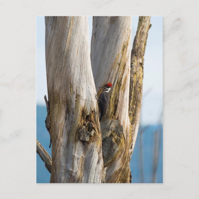 Cartão Postal Pica-Pau Pileado (Frente)
