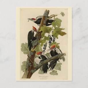 Cartão Postal Pica-pau pileado das aves de Audubon da América
