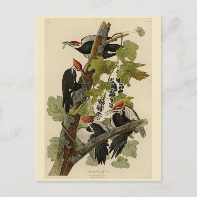 Cartão Postal Pica-pau pileado das aves de Audubon da América (Frente)