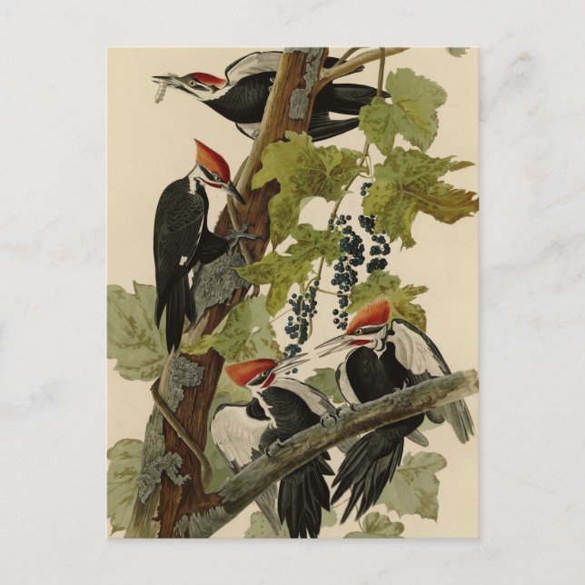 Cartão Postal Pica-pau pileado das aves de Audubon da América (Frente)