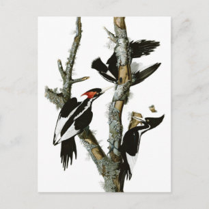 Cartão Postal Pica-pica-pau-marfim de Audubon