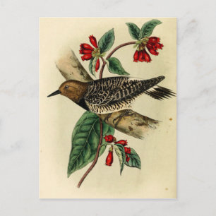 Cartão Postal Pica-pica-pau torrado